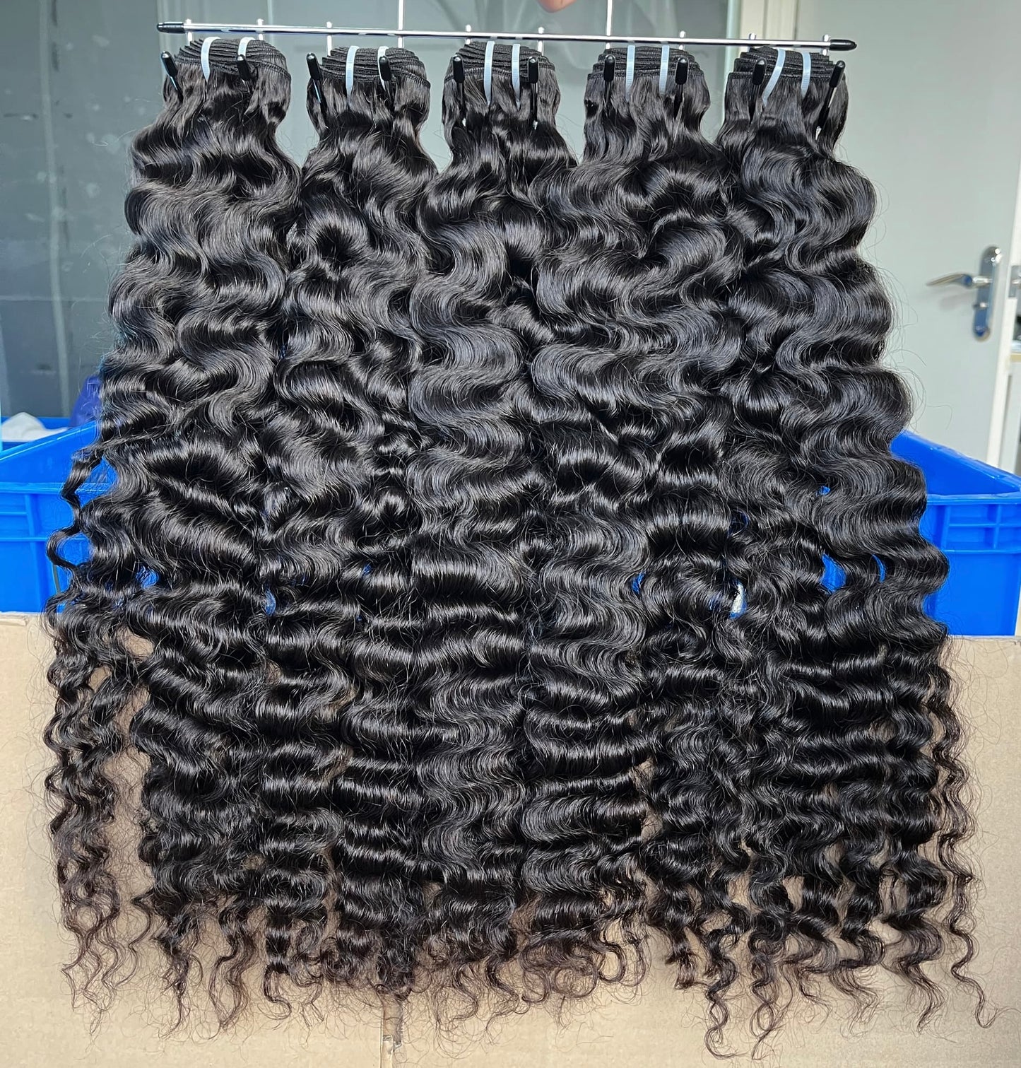 Burmese Curly 3 Bundle deal